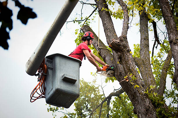 Best Best Tree Removal Services  in USA